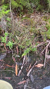 46K views · 473 reactions | Highlands copperhead ( austrelaps ramsayi ) Gives birth to live young in the bag before release  | Southern highlands & south coast snake catchers | Facebook