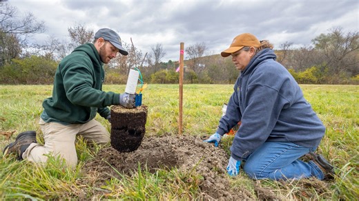 Is there hope for decimated ash trees? Why Cornell researchers think so