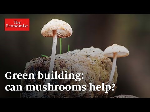 Green building: can mushrooms help?