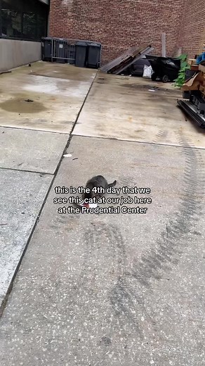 He’s enjoying some fancy feast today #catdad2020 #catsoftiktok