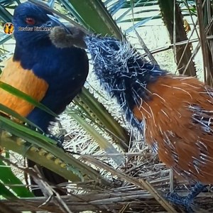 333K views · 7.1K reactions | The little bird in the nest ate the rat | Review Bird Nest | Facebook