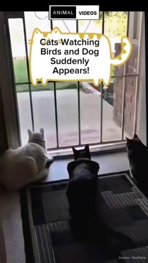 Curious Cats & Surprised Dog Watching Birds! 🐱🐶#cat #catvideos #shorts