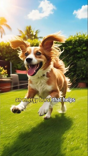 Why Dogs Get the Zoomies Explained in 11 Seconds