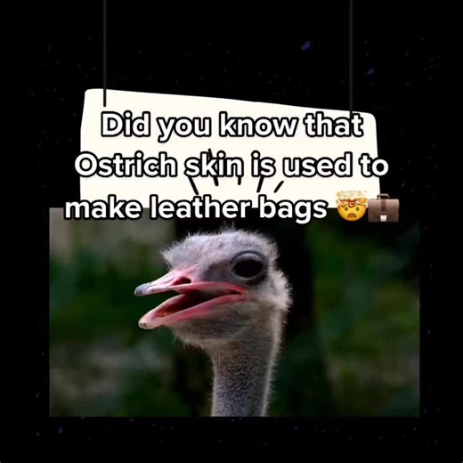 Incredible Ostrich Facts You Need to Know