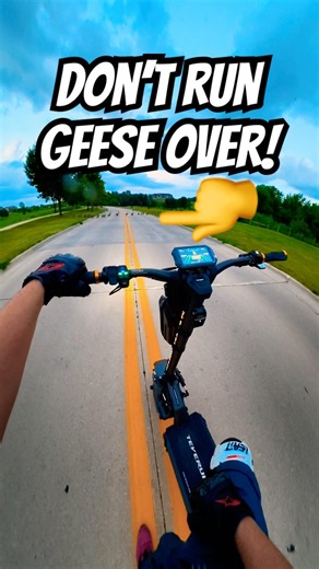 Helping Geese Cross the Road 😁