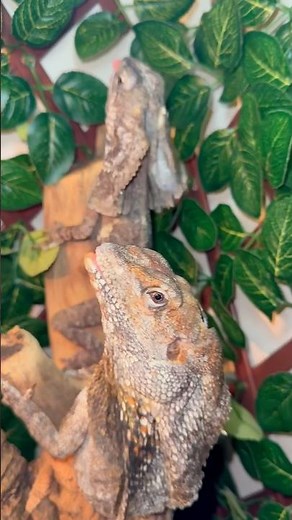 Feeding Frilled Dragons!🦎#frillednecklizard #frilledlizard #frilleddragon #lizard #reptiles #fyp