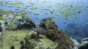 A huge flock of Rainbow runner fish in depth of the sea. Underwater diving seascape. The wall of Richelieu Rock diving site, Surin Islands, Similan Island Archipelago. Thailand.