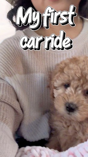 First Car Ride! #cutestpuppy #cavapoo #cavalierpoodle #cavapoos #minicavapoo #cavapooofinstagram #cavapoopuppy #cavapoolove #cutestdogs #cutestdogsever #dogslife #bestfriend #bestfriendsforever#dog #dogsofinsta #dogsofig #puppies #puppiesofinstagram #fluffypuppy #fluffypuppies #doodlepuppy #doodlepup #cutestdoodles #doodlelove #puppyoftheday #doglover | Pawfect Brie
