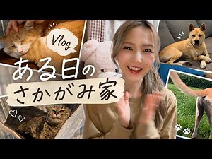 【さかがみ家vlog】山邊未夢が紹介するキャンディーズの日常！