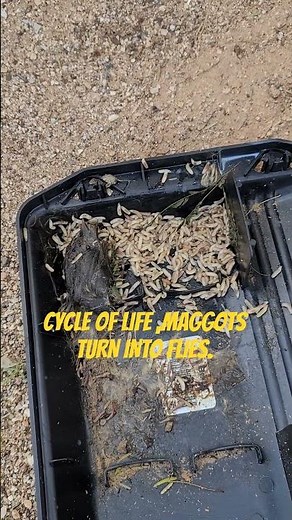 CYCLE OF LIFE ,MAGGOTS TURN INTO FLIES. #diy #maggots #shortsvideo