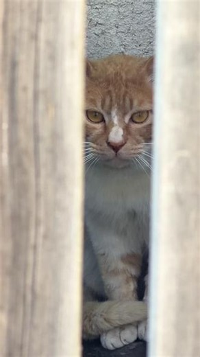 猫王争夺战再次打响，大灰挑战橘座 誓要夺回属于自己的一切～ #猫王 #猫咪争霸 #猫柠猫咪小院