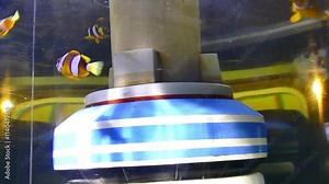 fish swimming in water tank aquarium