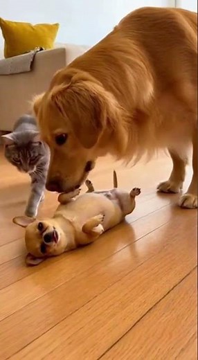 Epic Drama Unfolds Between Dogs and Cats: Live Action Moments