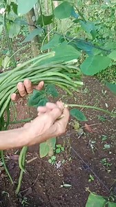 16K views · 202 reactions | Fresh picks: Harvesting string beans 齃  #reels #satisfying #trending #everyone #harvest #backyardgarden #organicfarming #healthylifestyle | Mr. Joe's World | Facebook