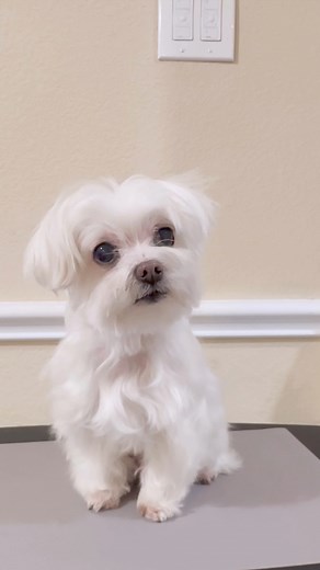 Facial cleaning, with a focus on the eyes. 👀✨ #maltese #FacialCleaning #doggrooming #dailyroutine #fordog #whitedog #stayclean #staywhite #pawfection #grooming #dogsoffacebook #dogsofinstgram | Maltese Angels - A-Rod and Bailey