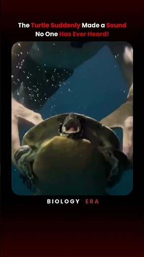 The turtle suddenly made a sound no one has ever heard!