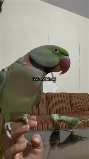 Golu Mimmi on Instagram: "⚠️ “10 Signs Your Parrot Is Sick | Every Bird Owner Must Know!” #goluandmimmi #parrot #parrotsound #babyparrot #rawparrot #babybird #rawparrot #mitthu #greenparrot #indianparrot #alexanderparrot #india #bangladesh #parrotlovers #pahaditota #cuteanimals #pet #pets#ringneckparrot #bird #birds #birdlovers #birdloversfamily #parrotofinstagram #pakistan"