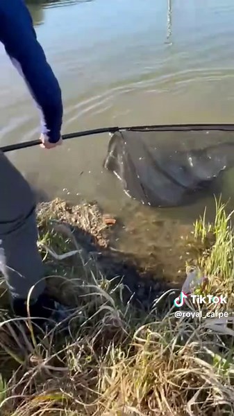 royal_carpe sur TikTok