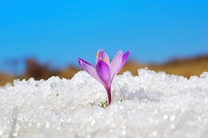 Our seasons are becoming 'warped', and 'the result will be chaos' - The Weather Network