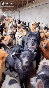 2.6M views · 100K reactions | Don’t you wish you could take them all home‼️ | The Dog Connection TV | Facebook