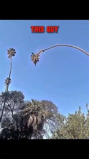 other guy cutting tree what a masterpiece last one #entertainment #hilarious #humor #aura