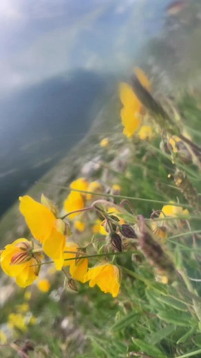 Instupendo Comfort Chain - The Song of a 16-Year-Old Teenager