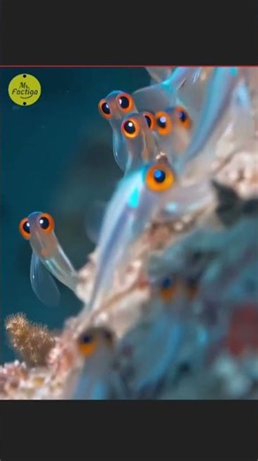 Mystery of Underwater Glowing Eyes