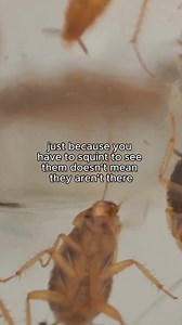 20 comments | new 5120x1080 format, same old pests荒 #terminix #exterminator #pestservices #pestcontrol | Terminix | Facebook