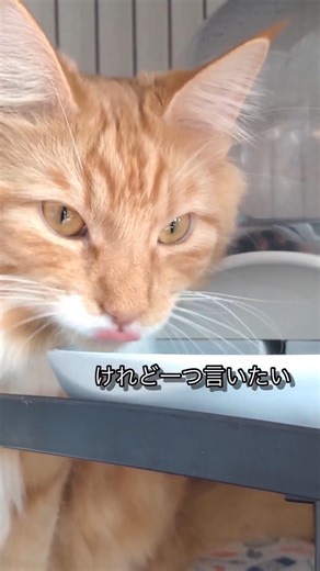 たまにさ#cat#Maine coon