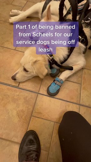 Service Dog Rights: Off-Leash Training for SDIT Disability