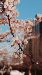 “Flowers in bloom and voices in unity—May Day honors the beauty of spring and the strength of solidarity. 🌸✊ Whether you’re dancing around a maypole or marching for workers’ rights, today’s about celebrating life and standing together. Happy May Day!” Celebrate holidays 365 with us … because Every Day Is A Holiday! #holidaychannel #holidays365 #MayDay #InternationalWorkersDay #SpringFestival #Unity #Solidarity #FlowerCrownVibes #WorkersRights #CelebrateTogether #JoyAndJustice #MayPole #SpringCe