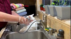 4K HD video of white Kao Manee cat with heterochromia in a kitchen sink getting a bath to remove dirt and oily fur. Older caucasian female washing domestic pet feline. Rinsing off cat.