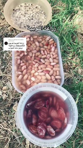 Planting Green Beans: Best Practices and Tips