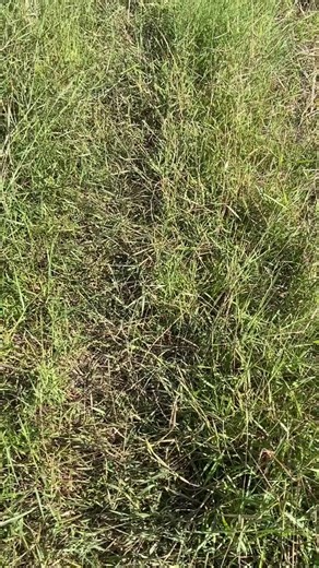 มีแรงๆไหมครับแถวนี้🤫#ทีมงานชรวมทรัพย์🌾🌽💙 #เพ็งเจริญการช่าง2022🌾💙 #รถหล่อบ้านเจ๊รวม #ทีเด็ดพิจิตร🐊🐊🐊 #ฟีดดดシ💗