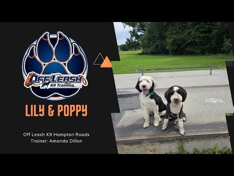8 Month Old Sheepadoodle Siblings "LILY & POPPY" | Double The Fun | Amazing 2 Week Transformation