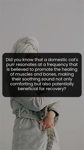 The healing power of a cat's purr could be your new wellness secret