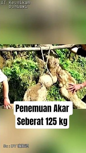 Penemuan Akar Tanaman Obat Raksasa Seberat 125 Kg. #faktaunik