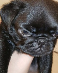 I got my nails clipped AND a bath - oh the indignity Please like, share or comment. | Greek God Pugs