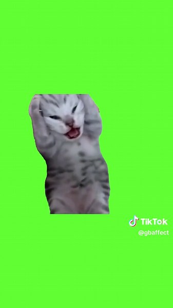 Dramatic Kitten #catsoftiktok #greenscreen#meme#fyp#catlover #kitten#funny#cat#pet#cutecat