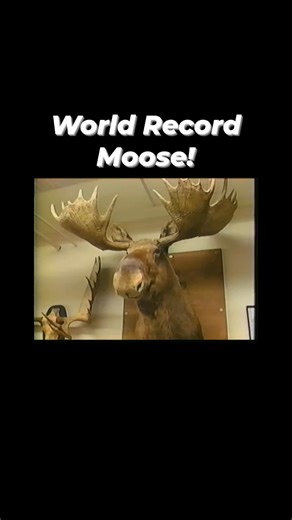 22K views · 722 reactions | This moose can be found at the Fred Bear Museum! | Stoney Wolf Outdoors | Facebook