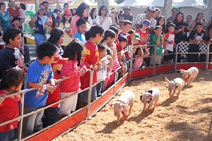 PIG RACES | Great American Entertainment