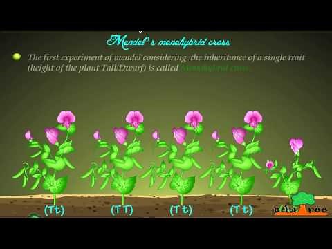 mendel's monohybrid cross by edutree [HD]