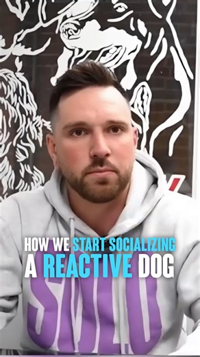 How We Start Socializing a Reactive Dog #DogSocialization #ReactiveDogTraining #DogTrainingTips #LeashReactivity | Miracle K9 Training