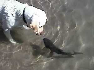 Uncanny Dog and Fish Interaction