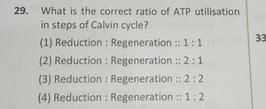 What is the correct ratio of ATP utilisation in steps of Calvin... | Filo