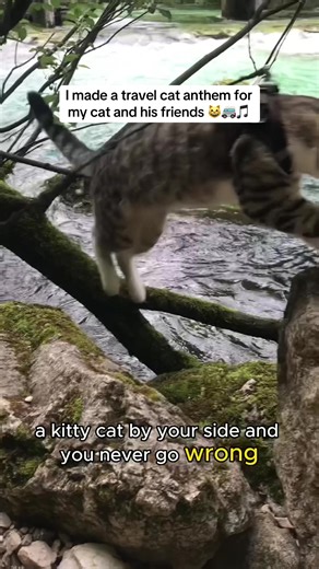 Travel Cat Anthem: Sing It Loud and Proud!