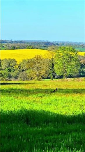 Sunshine fields