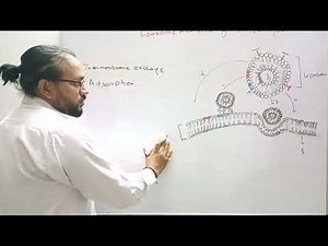 liposome mediated gene transfection