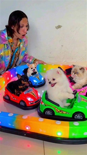 Lulu vs. Carrinhos de bate-bate: quem ganha? 🐶🚗 #shorts #lulu
