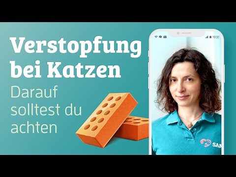 Verstopfung bei Katzen 🐱 (Ursache, Anzeichen & Gegenmittel) | Dr. SAM - dein Online-Tierarzt